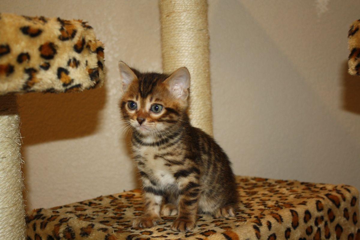 Buy Bengal cat for sale in Delhi