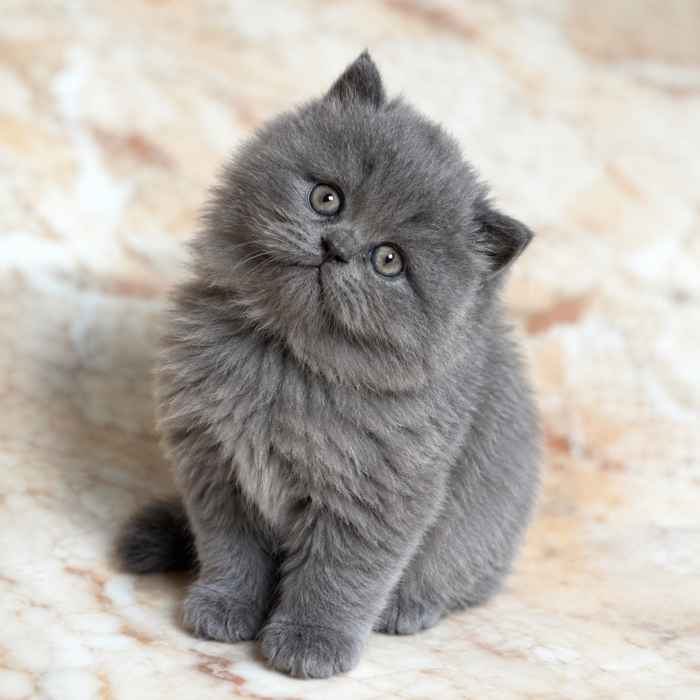 Buy Russian Blue cat in Delhi