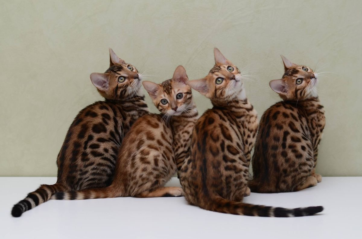 Bengal cat or Kitten