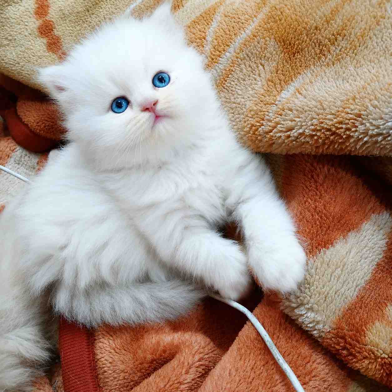 Blue eyes Persian cat and kitten for sale in Delhi