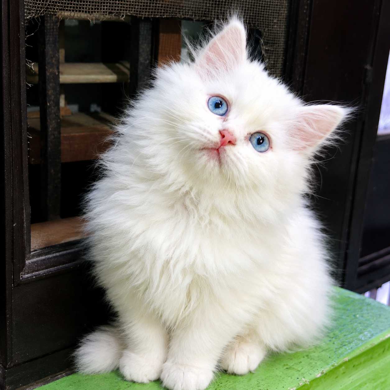 Blue eyes Persian cat for sale in Delhi