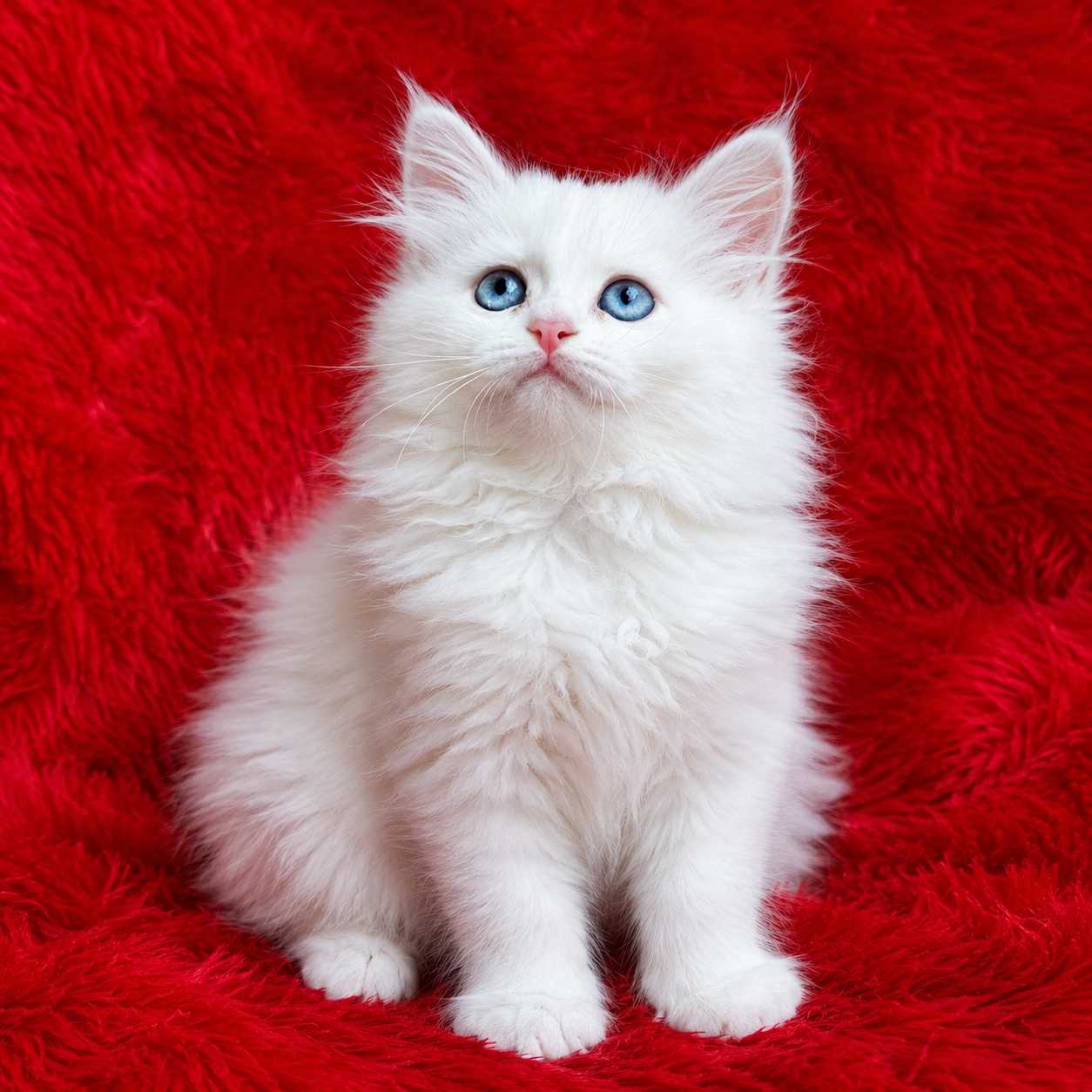 Blue eyes Persian cats and kittens for sale in Delhi