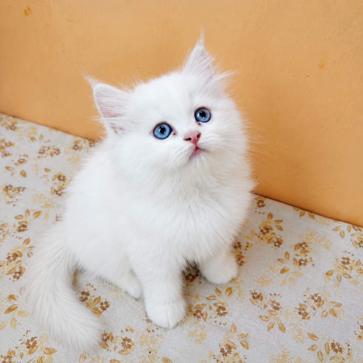 Blue eyes Persian cats for sale in Delhi
