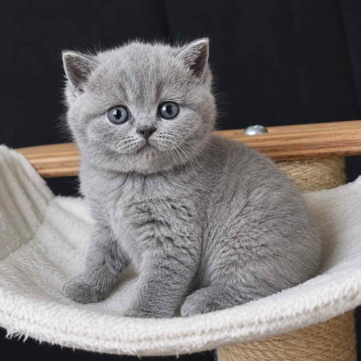 British Shorthair cat for sale in Delhi