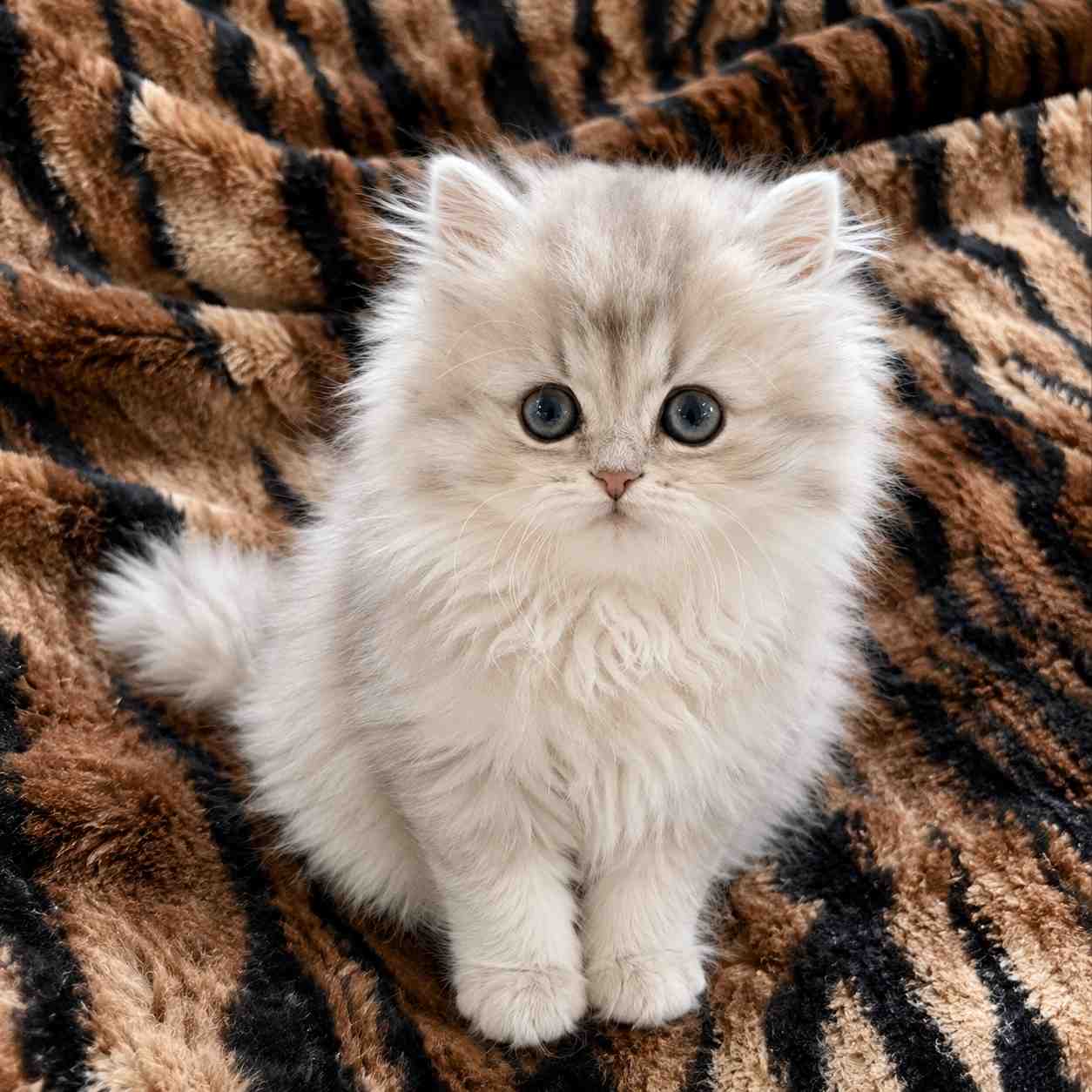 Buy Chinchilla cat for sale in Delhi