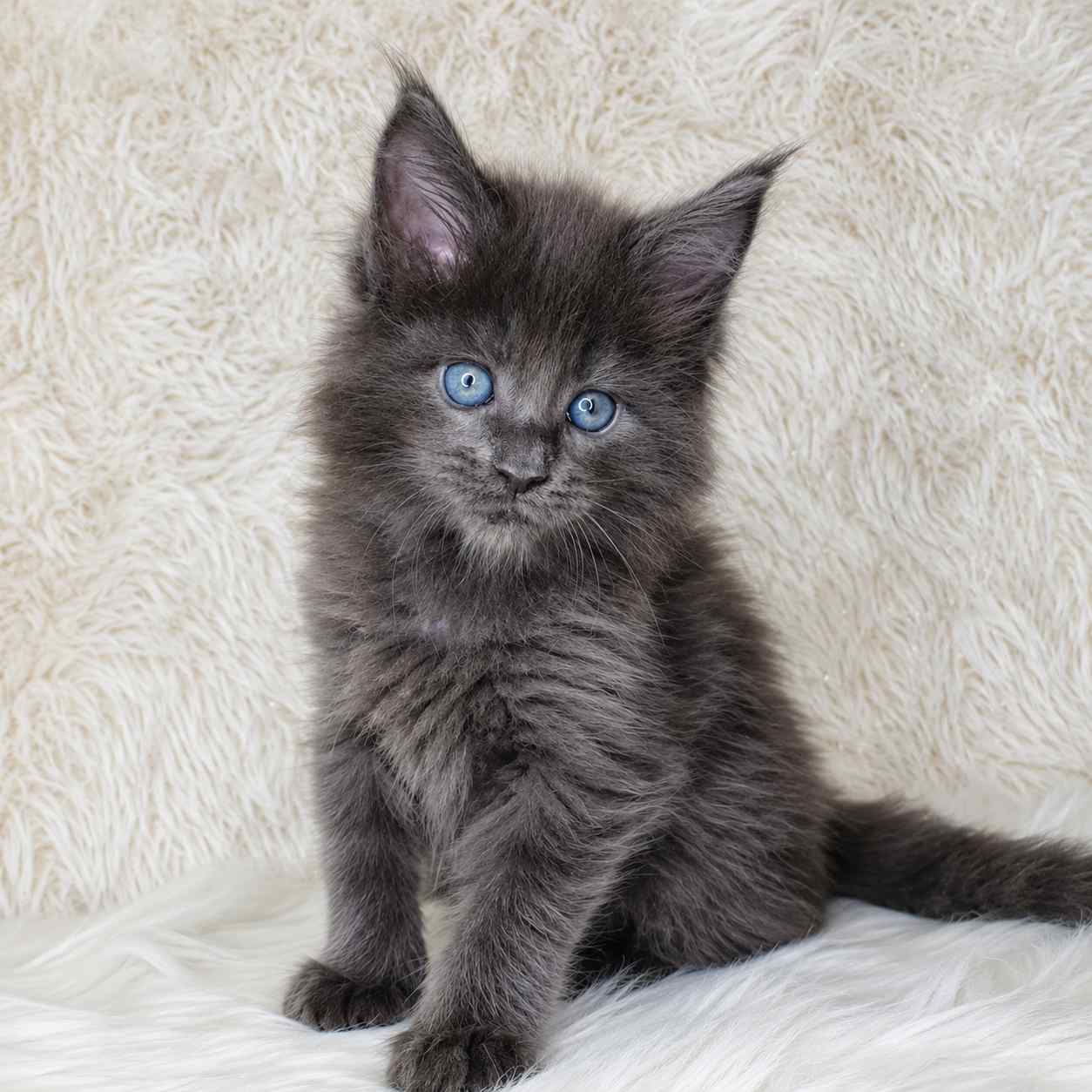 Buy a Maine Coon cat in Delhi