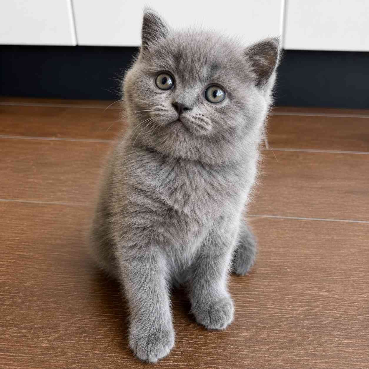 British Shorthair kitten breeder India - fluffy British Shorthair cat