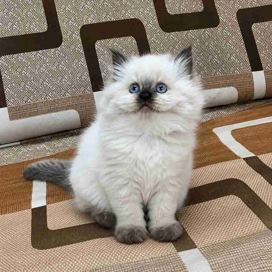 Buy Himalayan cats and kittens for sale in Delhi