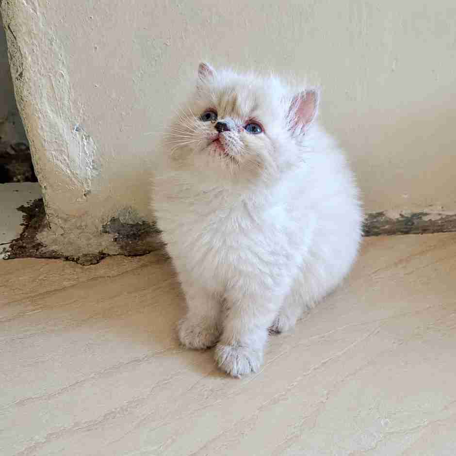 Buy Himalayan kittens in Delhi