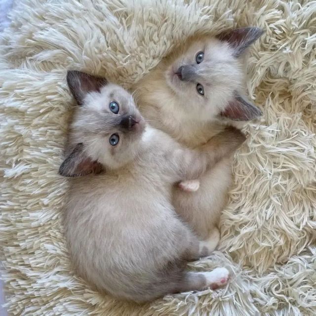 Buy Siamese cat for sale in Delhi