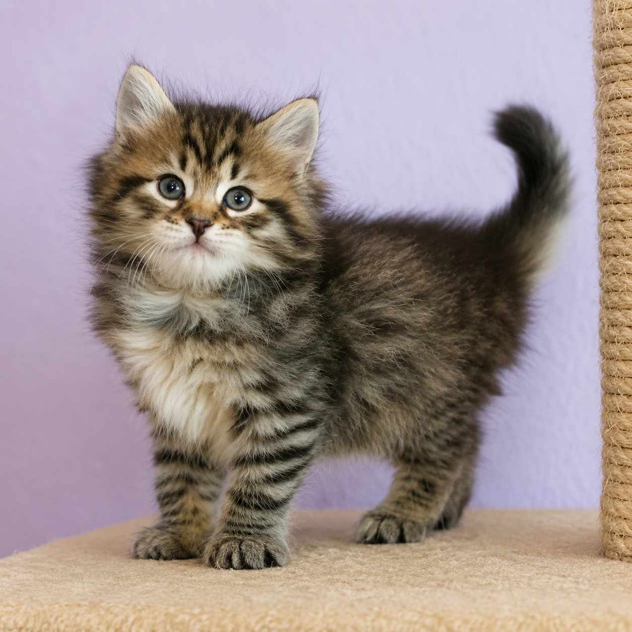 Buy Siberian cat for sale in Delhi