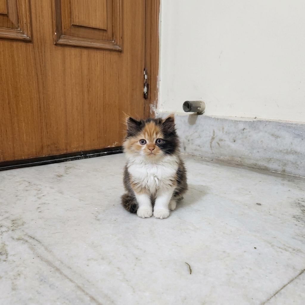 Calico cat for sale in Delhi