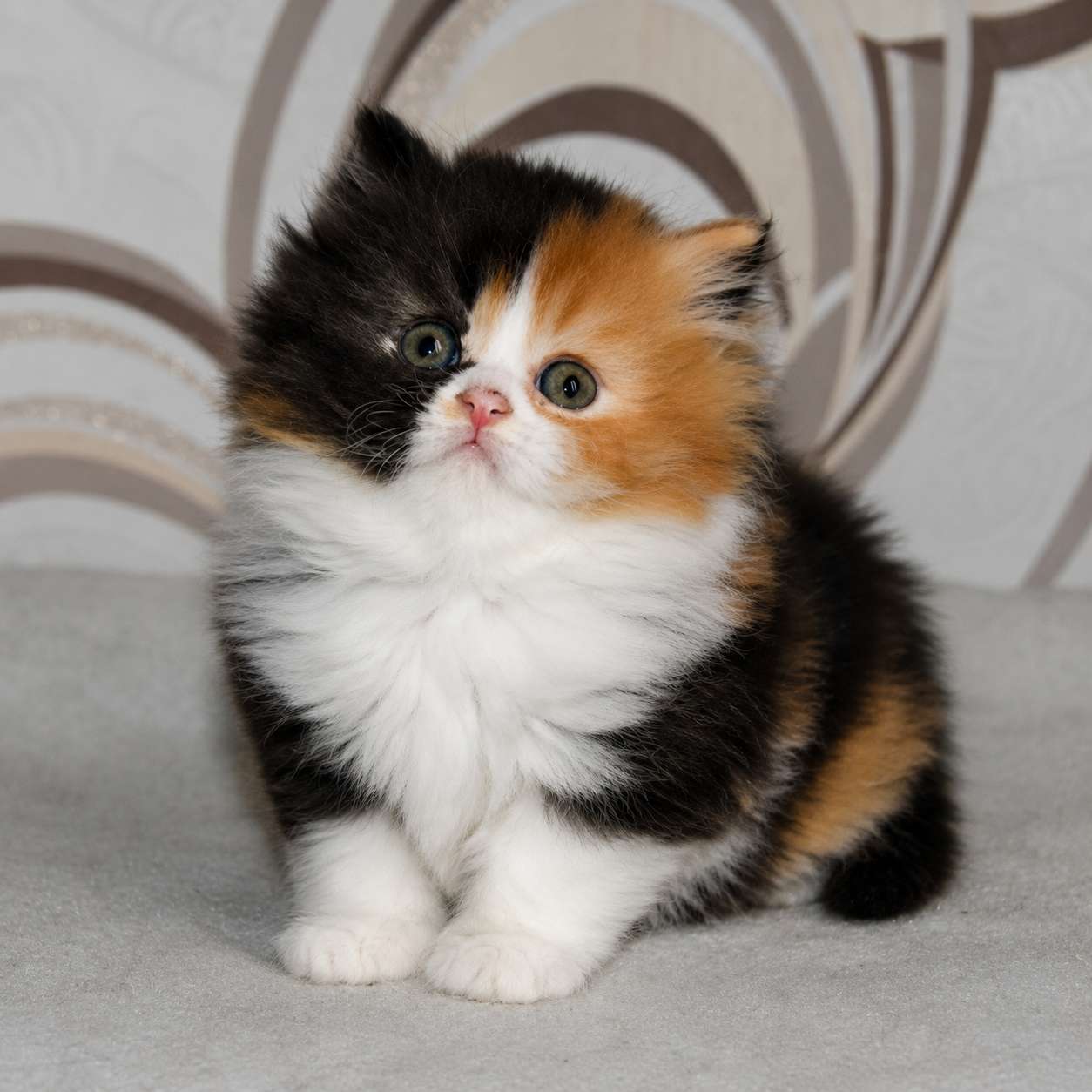 Calico cats and kittens for sale in Delhi