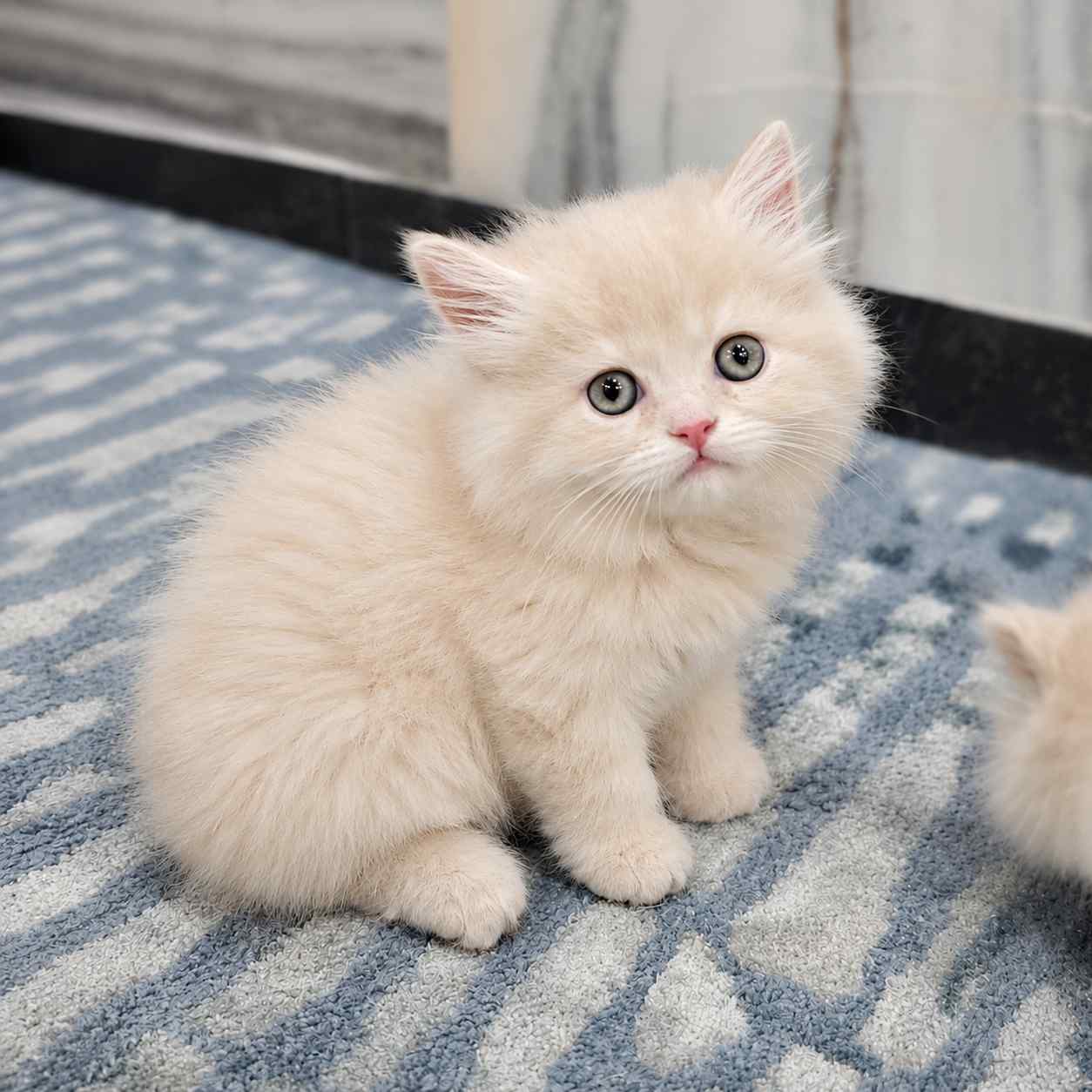 Fawn Persian kittens and cat s for sale in delhi