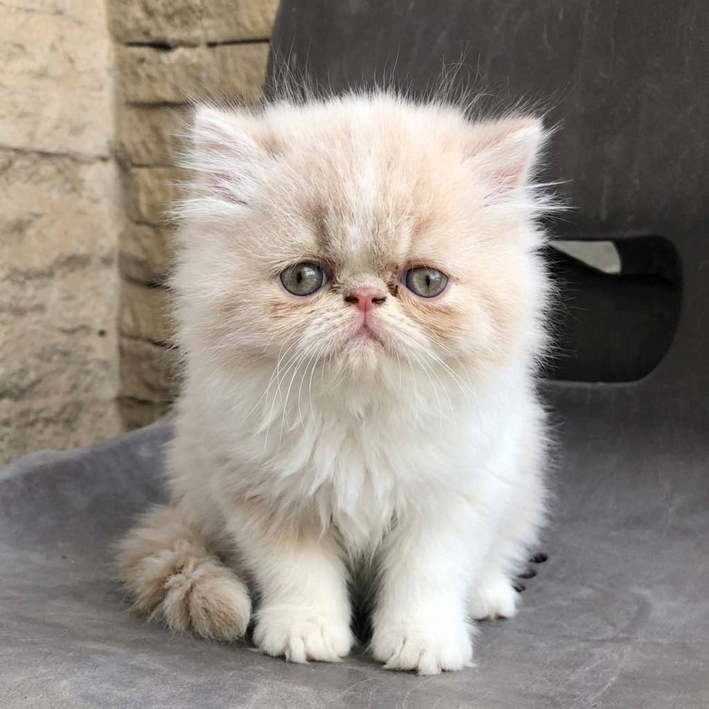 Extreme Persian cats for sale in Delhi