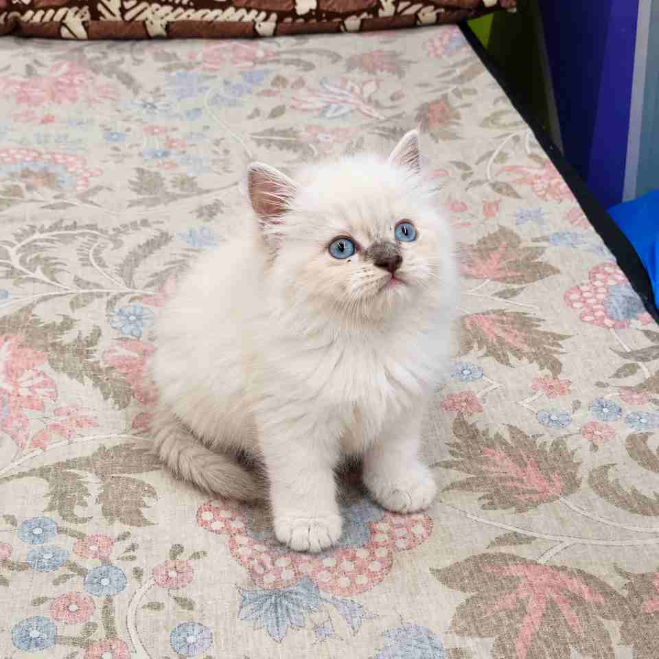 Himalayan cat for sale in Delhi