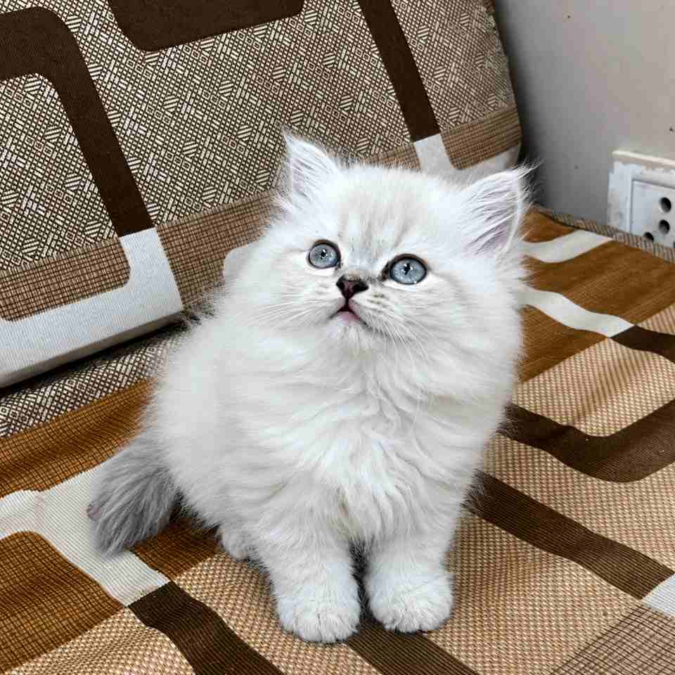 Himalayan kittens for sale in Delhi