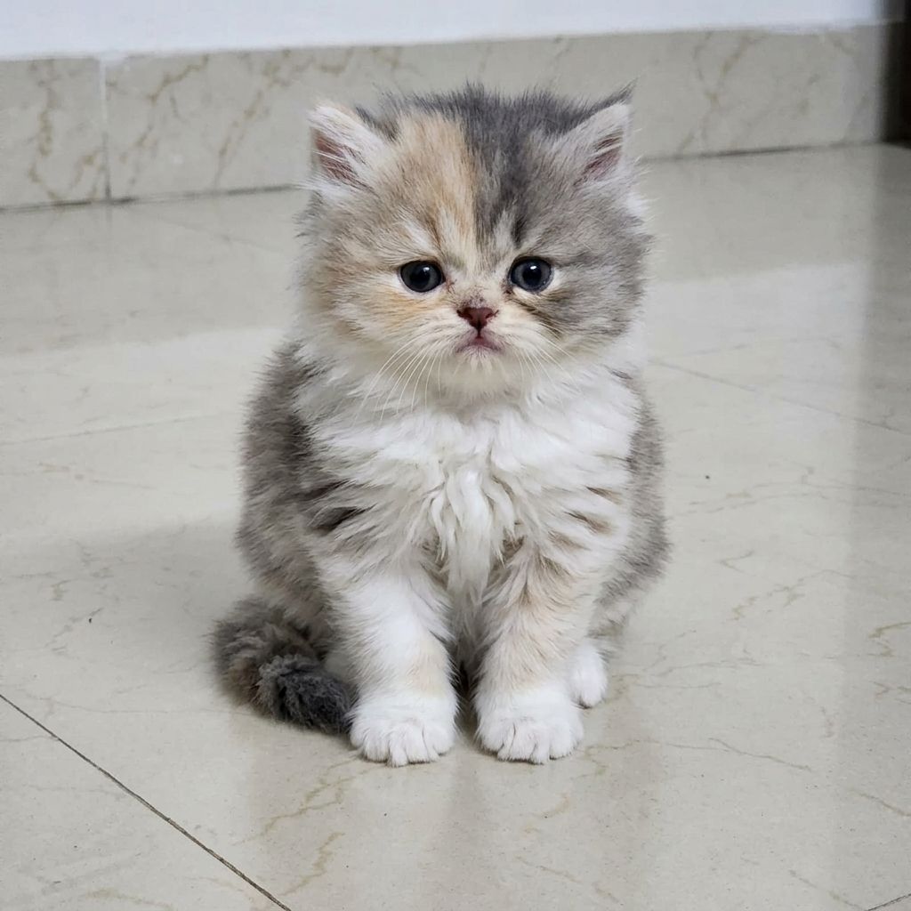 Calico cats for sale in Delhi
