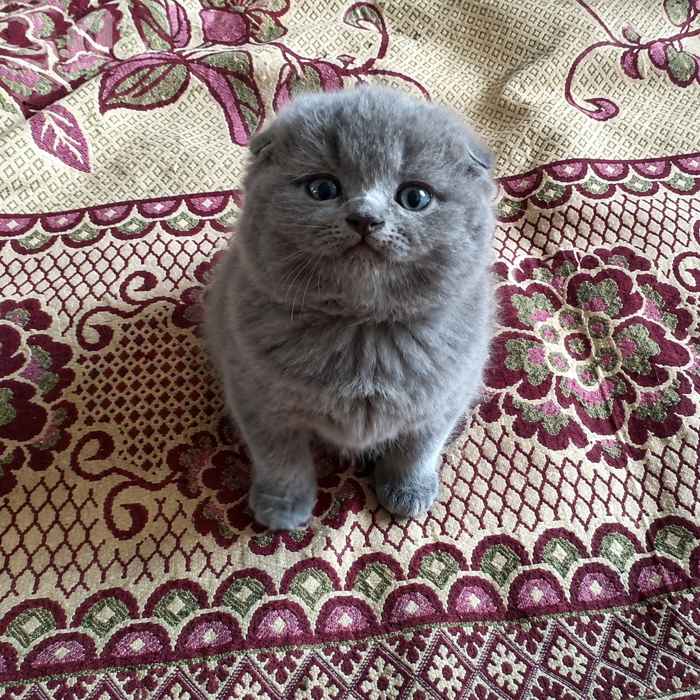 Russian Blue cat for sale in Delhi