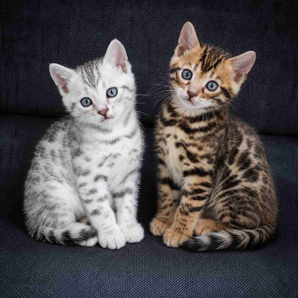 Bengal cats for sale in Delhi