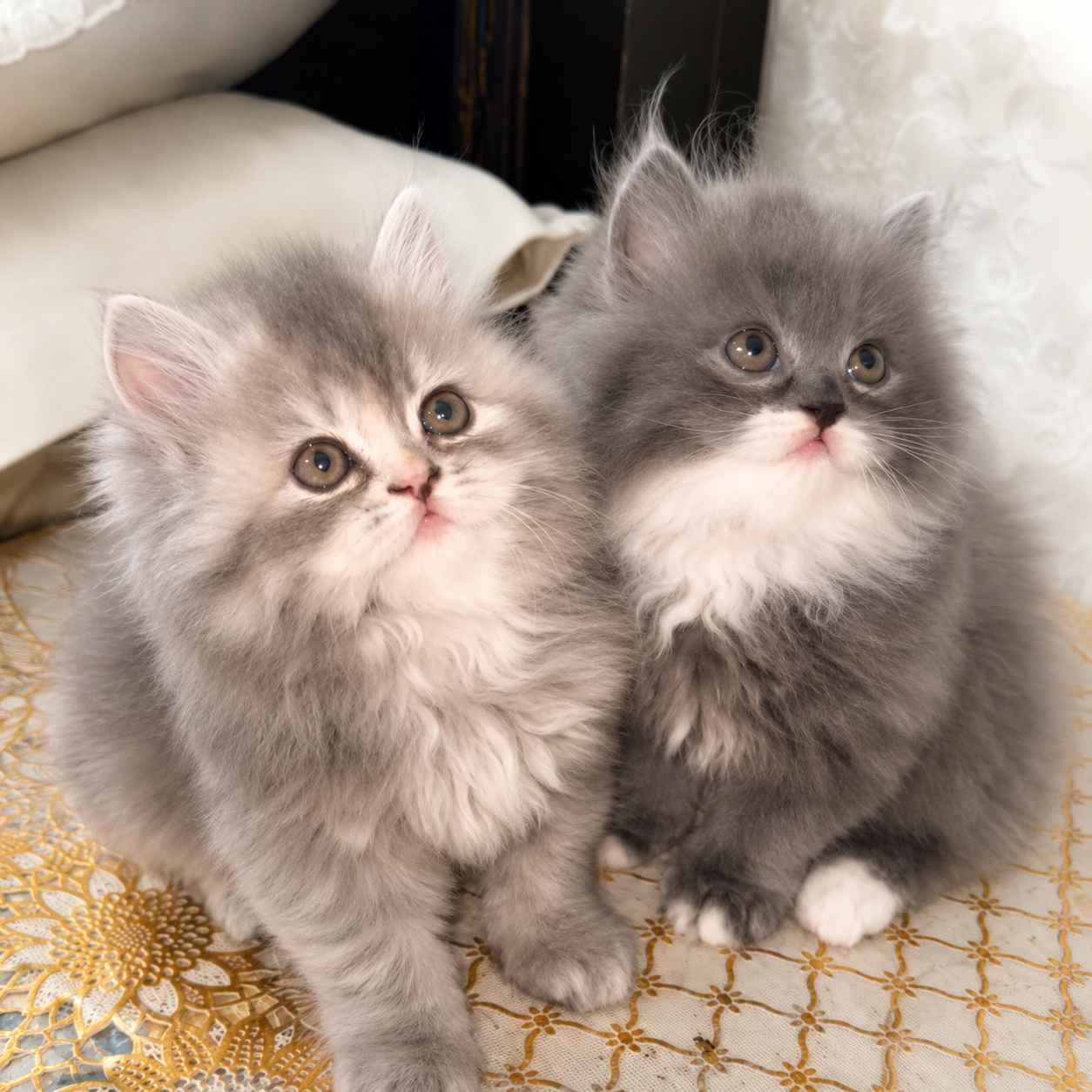 Bi-Color Persian Kitten