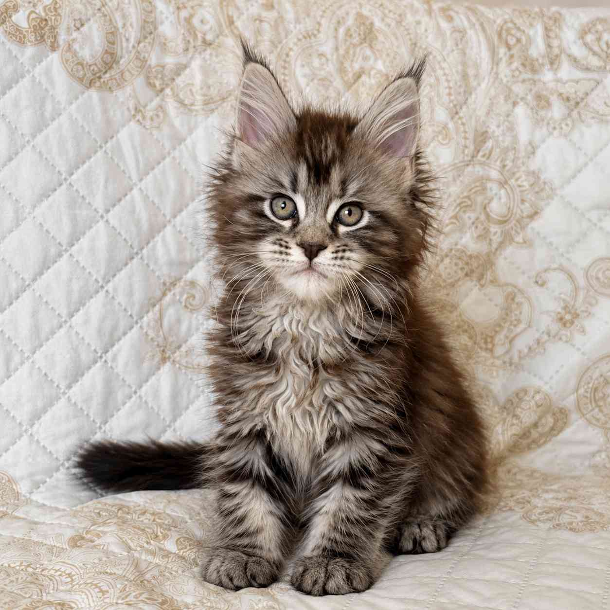 Maine Coon cat for sale in Delhi