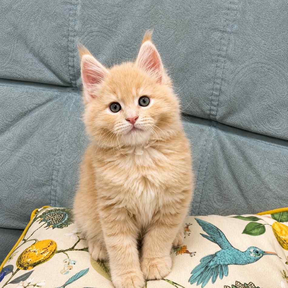 Maine Coon cats for sale in Delhi