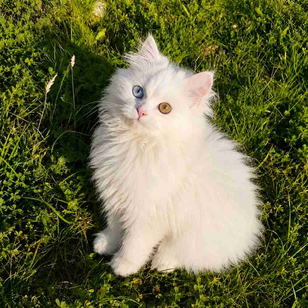 Odd Eyes Persian cat and kitten for sale in Delhi