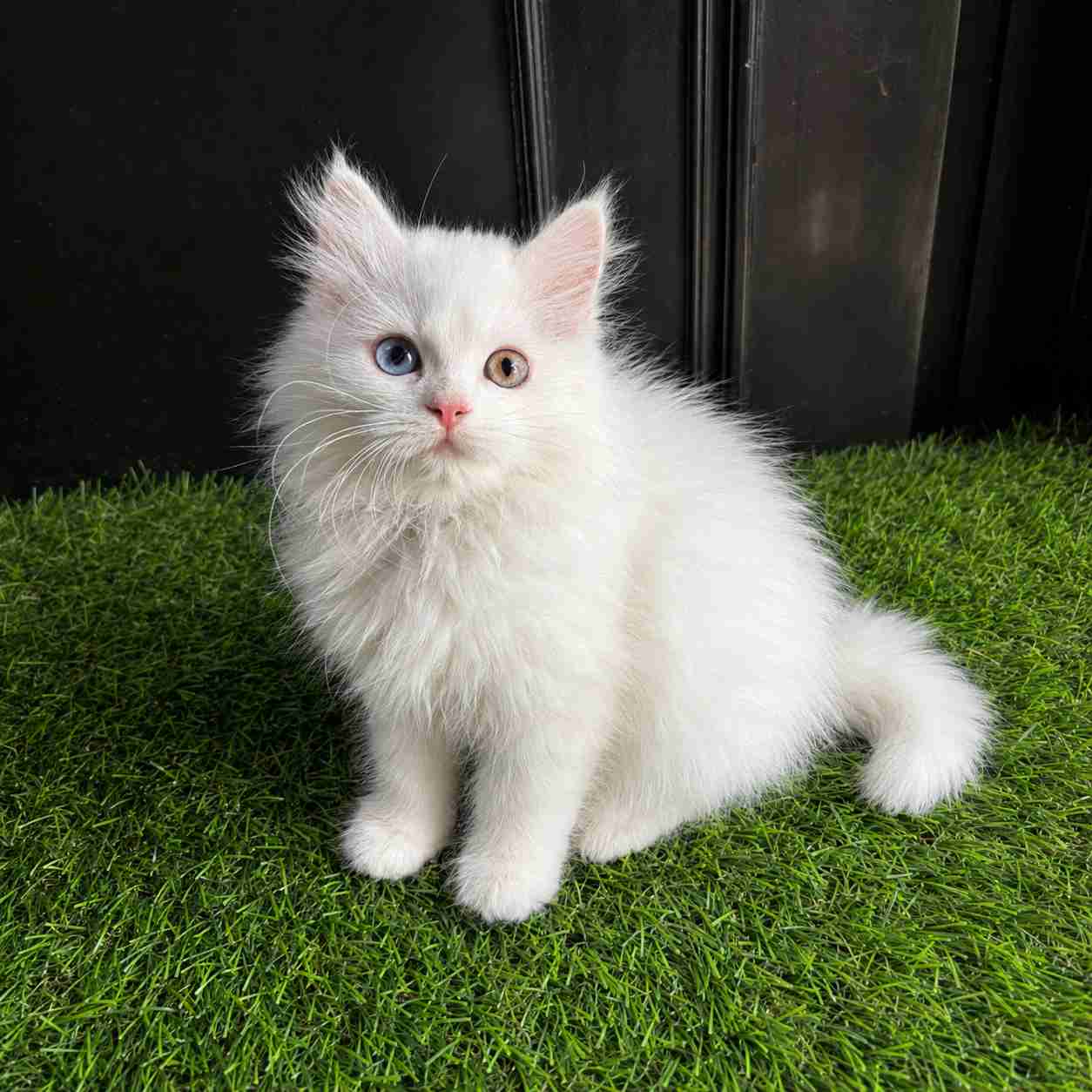 Odd Eyes Persian cat for sale in Delhi