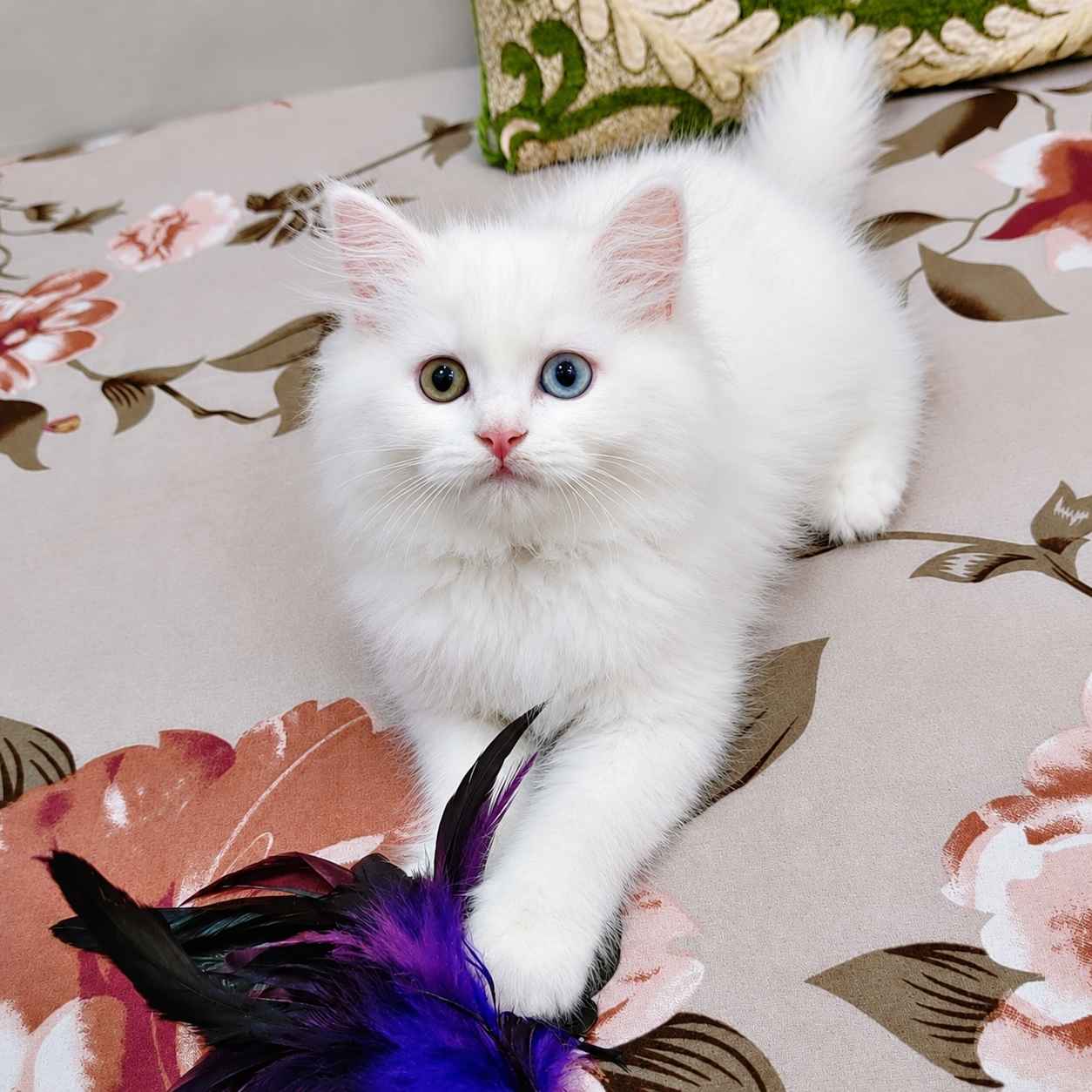 Odd Eyes Persian cats and kittens for sale in Delhi