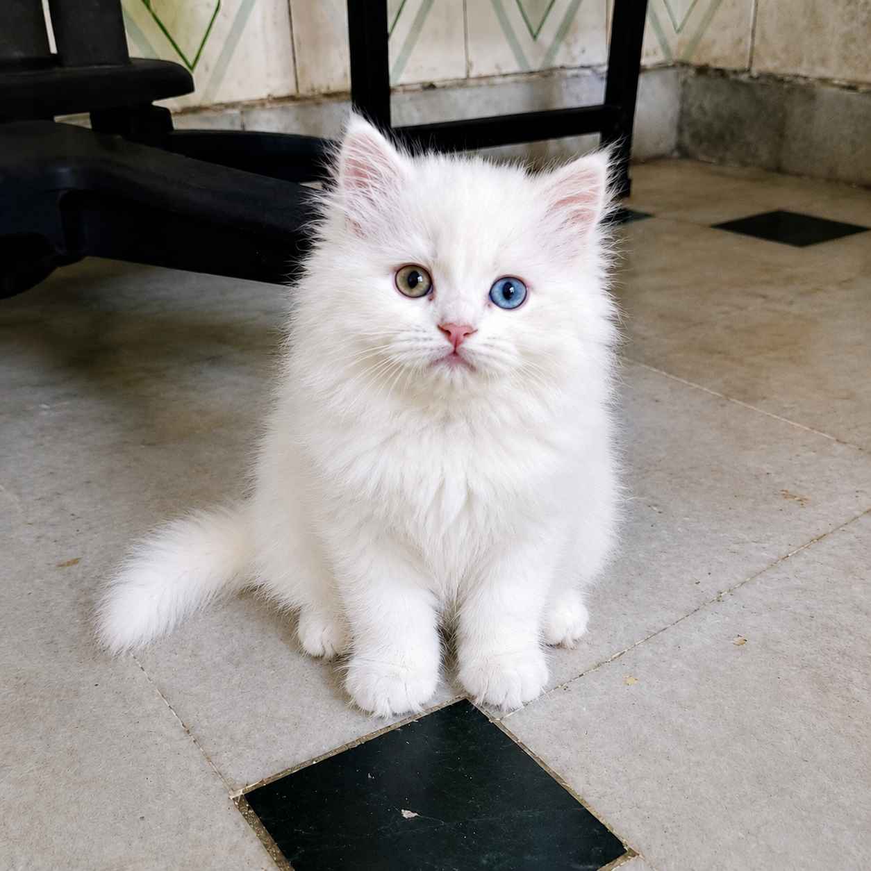 Odd Eyes Persian cats for sale in Delhi
