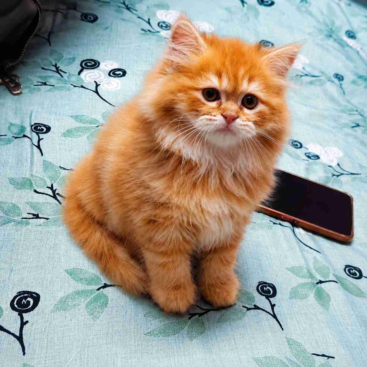 ginger Persian Kitten for sale in delhi