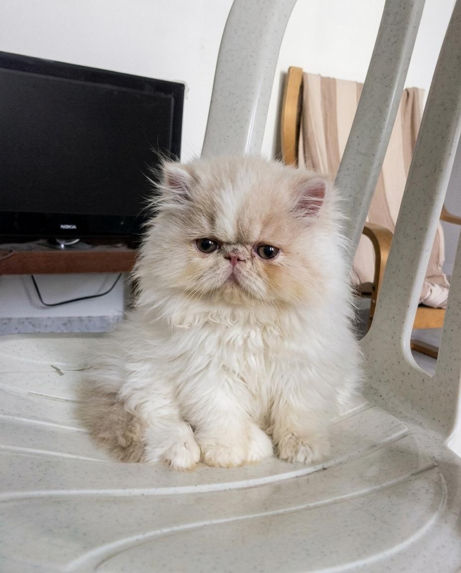 Extreme Persian cat and kitten for sale in Delhi