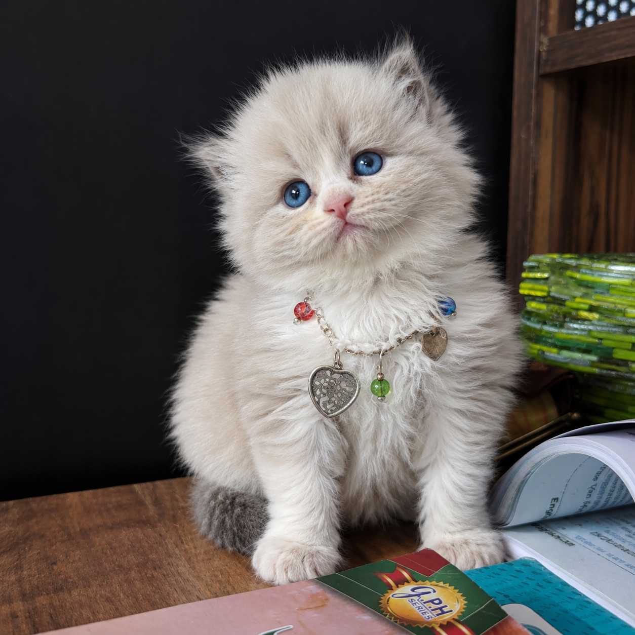 Ragdoll cat for sale in Delhi
