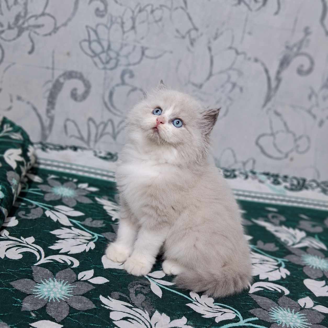 Ragdoll cats and kittens for sale in Delhi