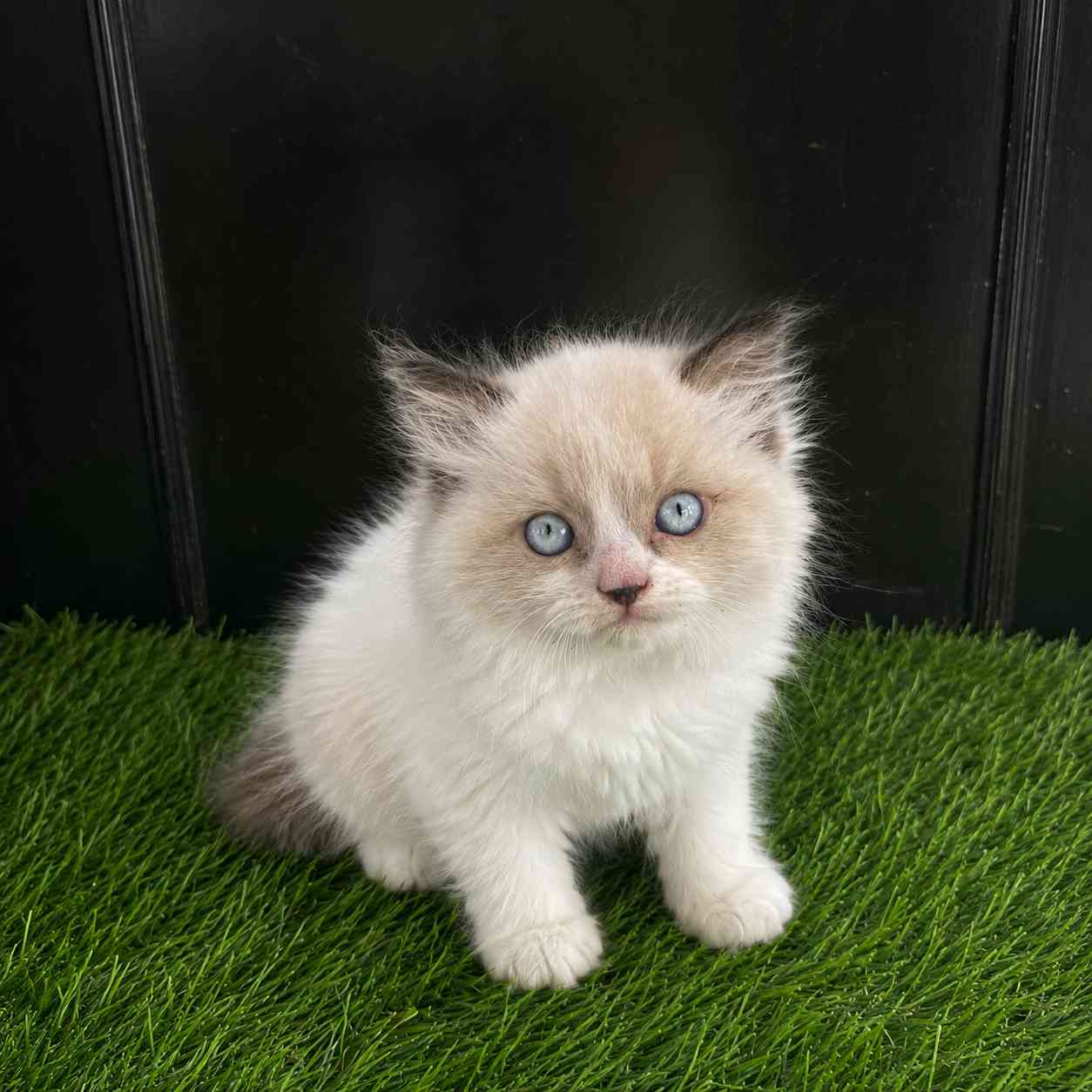 Ragdoll cats for sale in Delhi