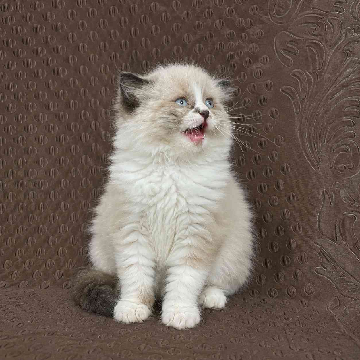 Ragdoll kittens for sale in Delhi