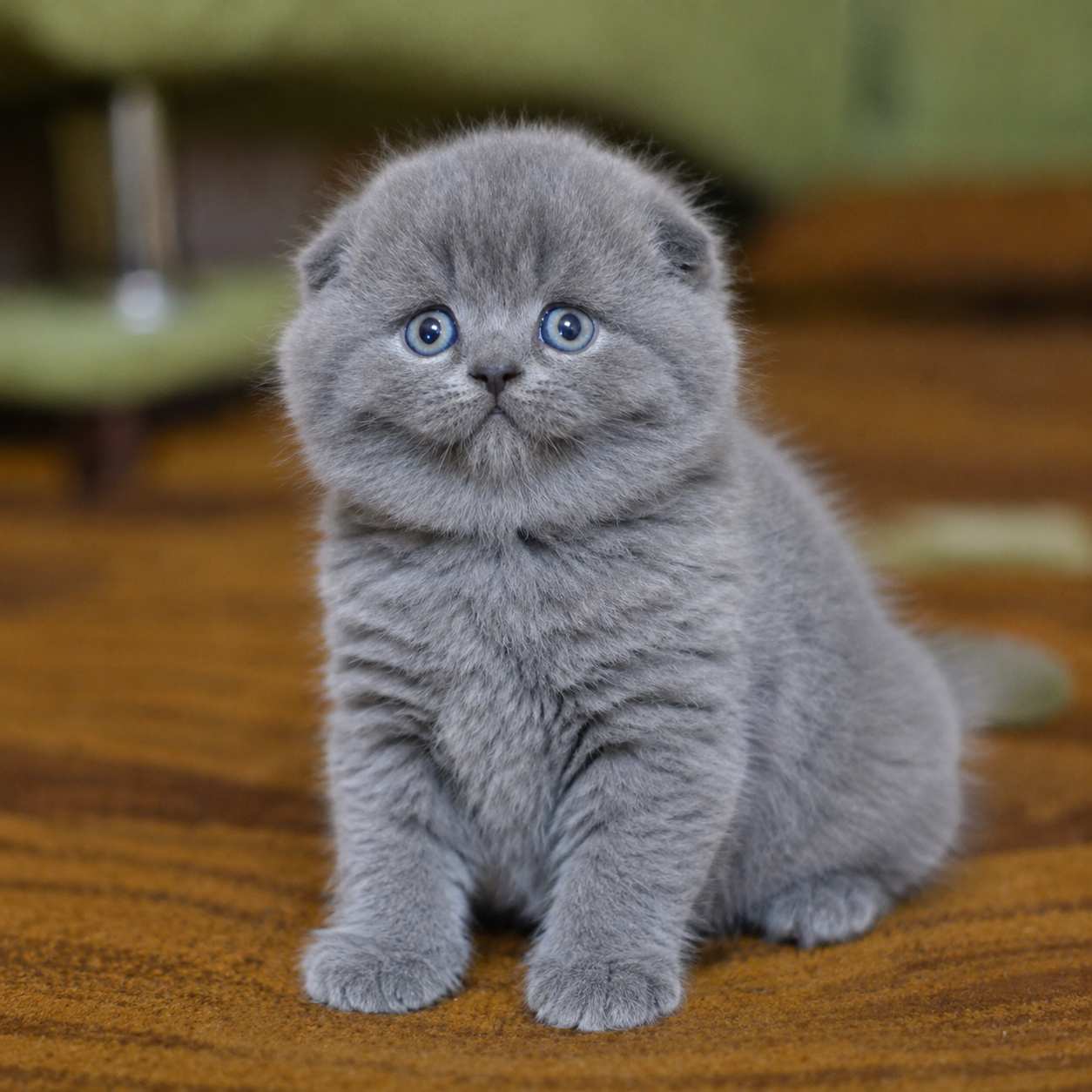 Scottish Fold cat for sale in Delhi