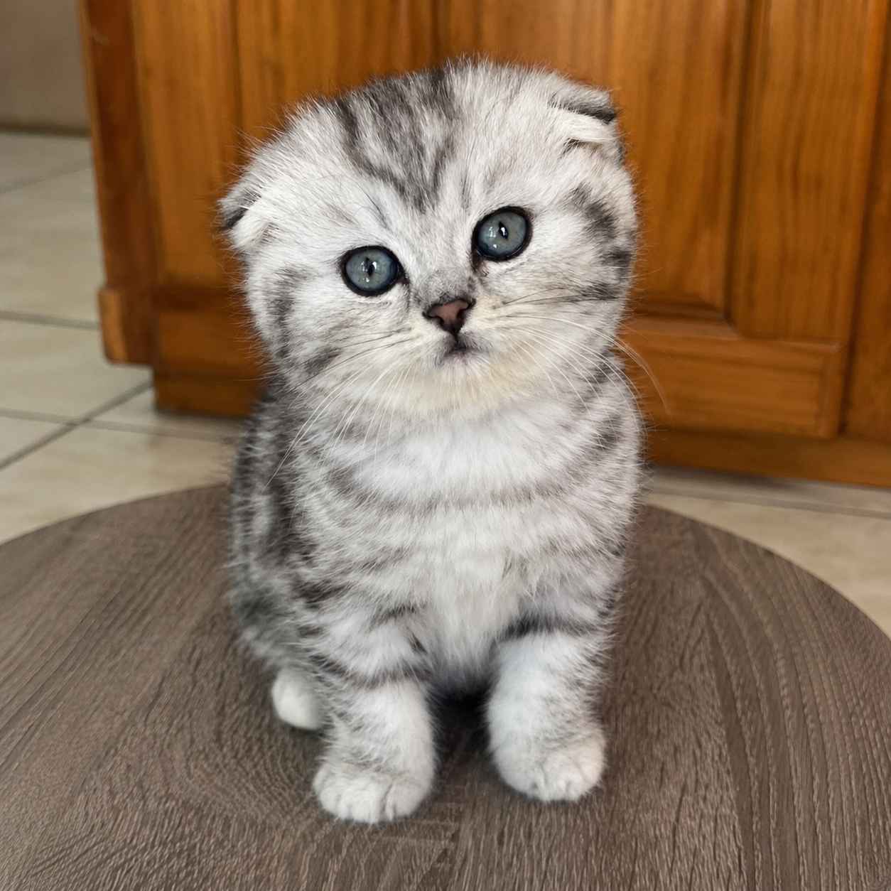 Scottish Fold kittens for sale in Delhi