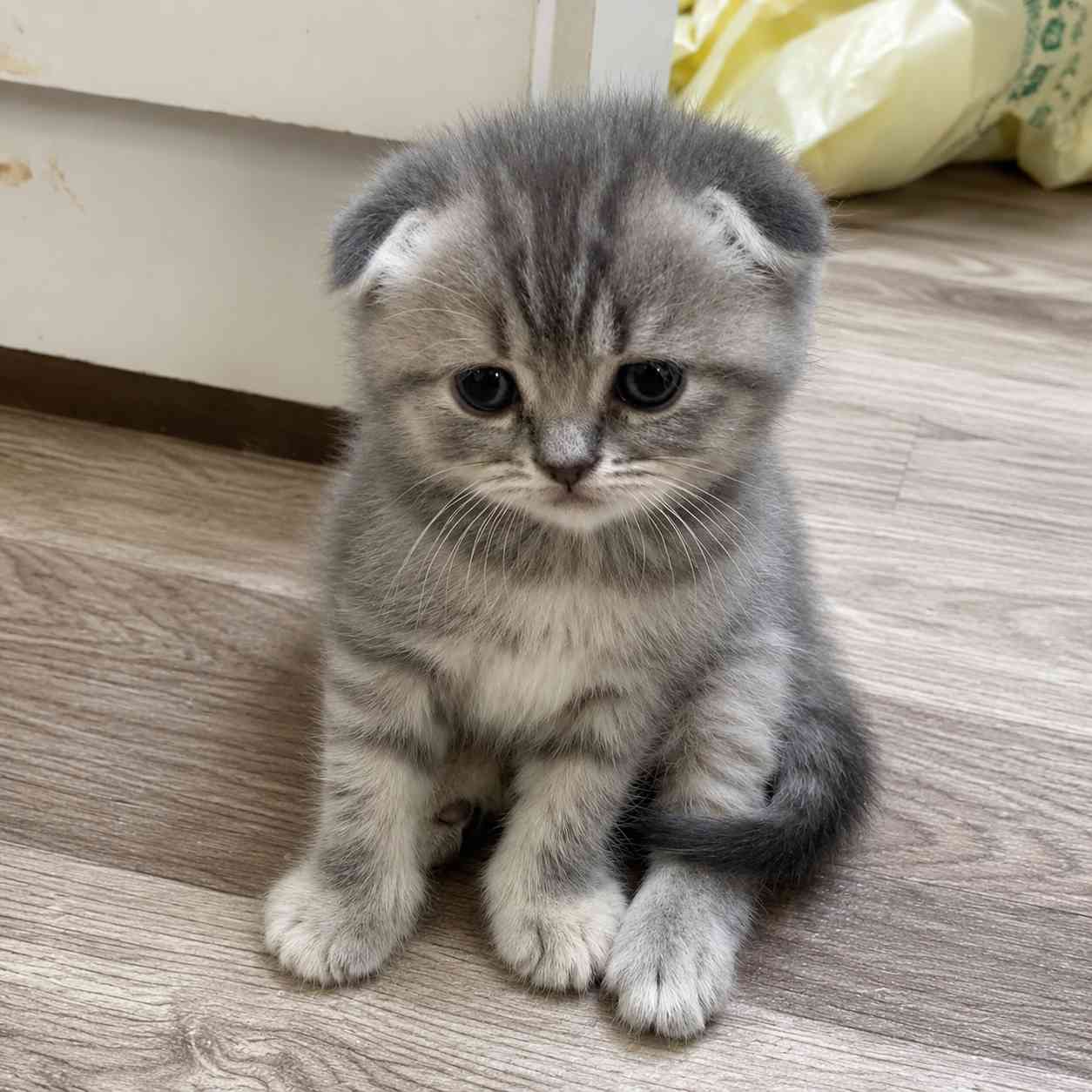 Scottish Fold cat and kitten for sale in Delhi
