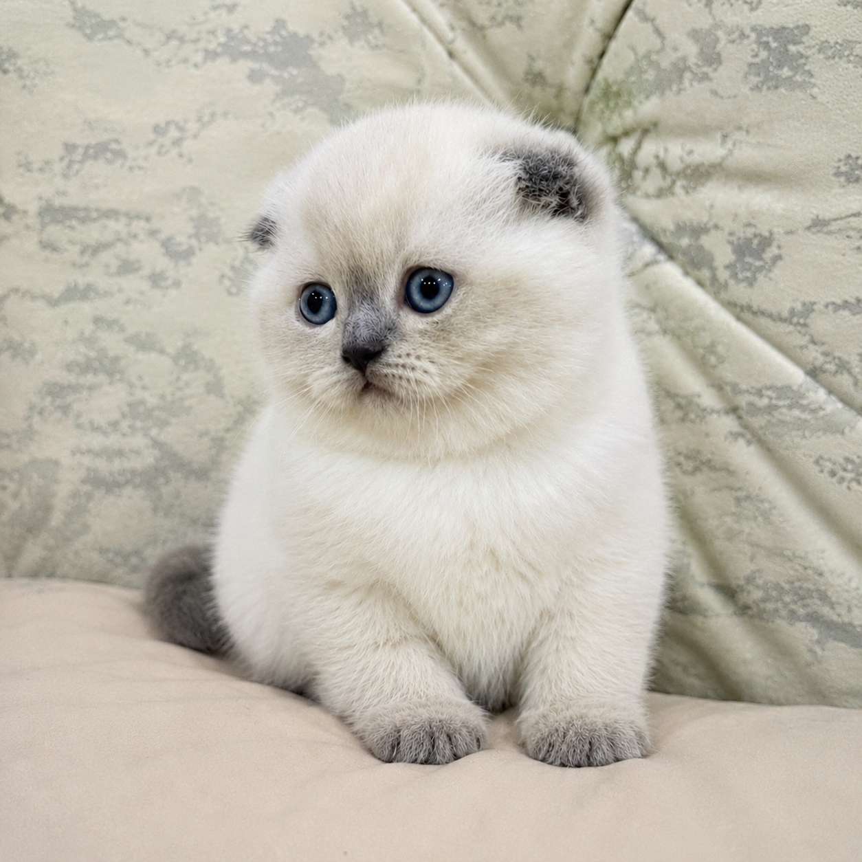 Scottish Fold cats and kittens for sale in Delhi
