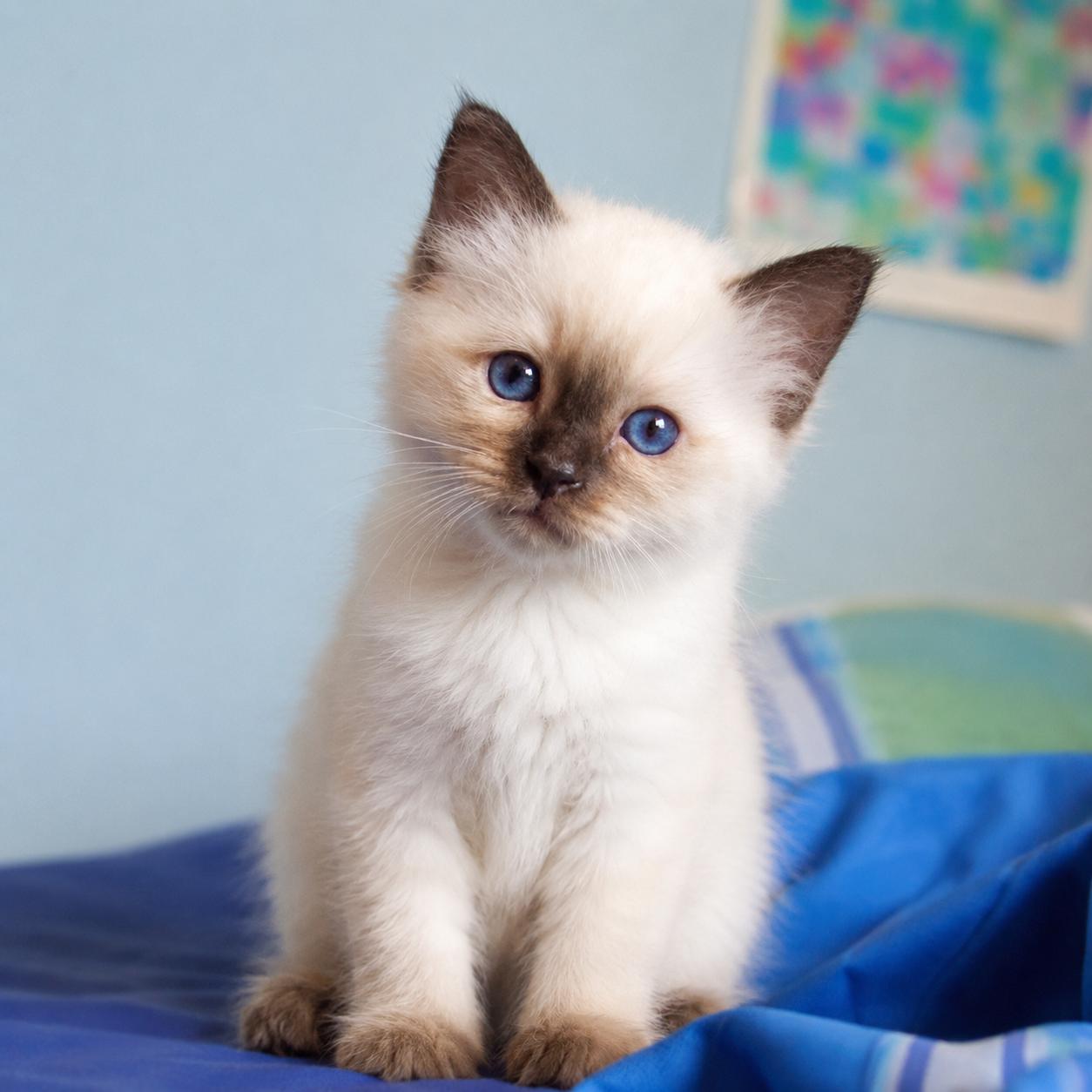 Siamese cat for sale in Delhi