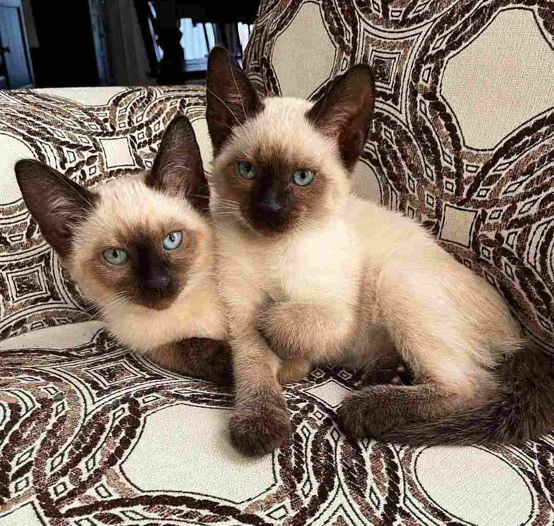 Siamese cats and kittens for sale in Delhi
