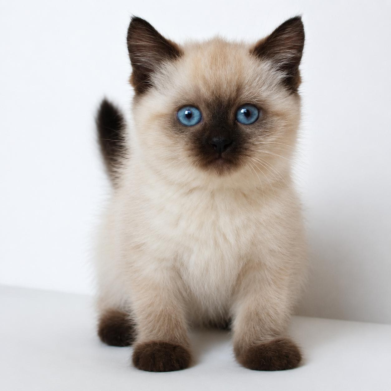 Siamese cats for sale in Delhi