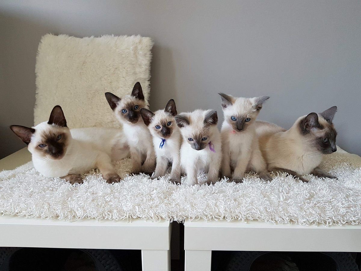 Siamese cat