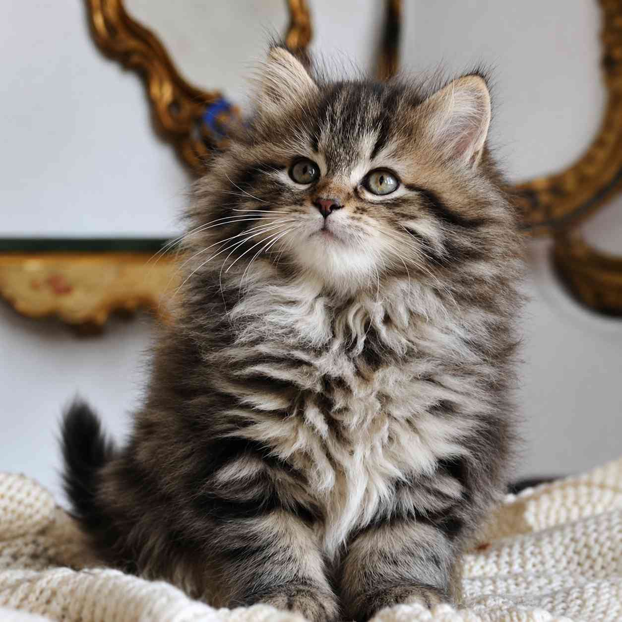 Siberian cat for sale in Delhi