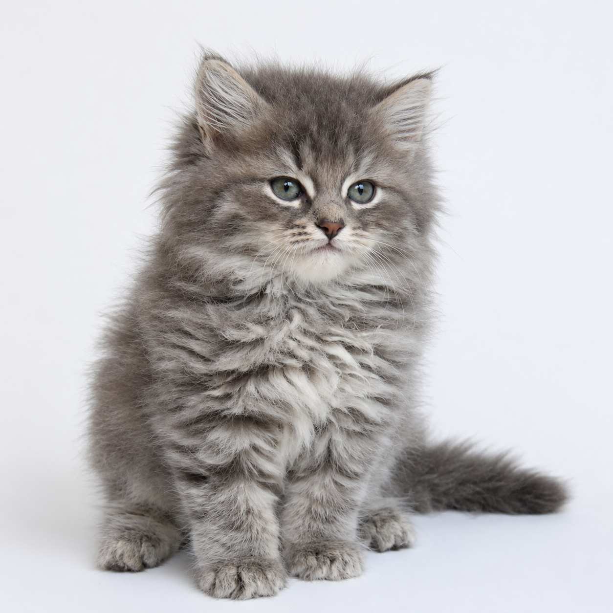 Siberian cats for sale in Delhi
