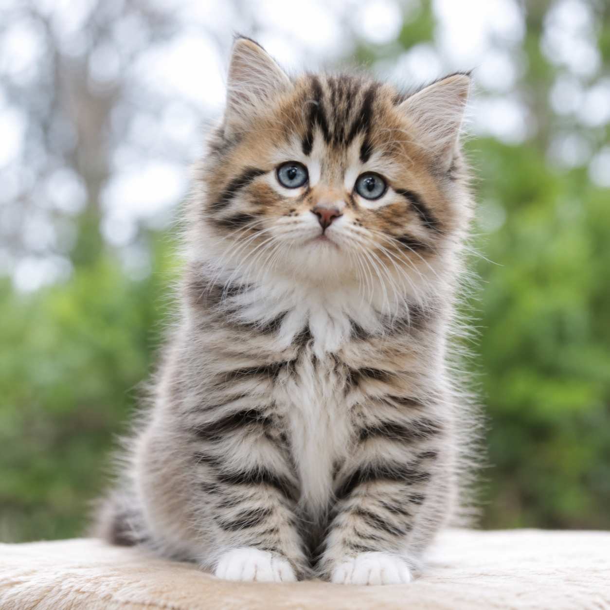 Siberian cats and kittens for sale in Delhi