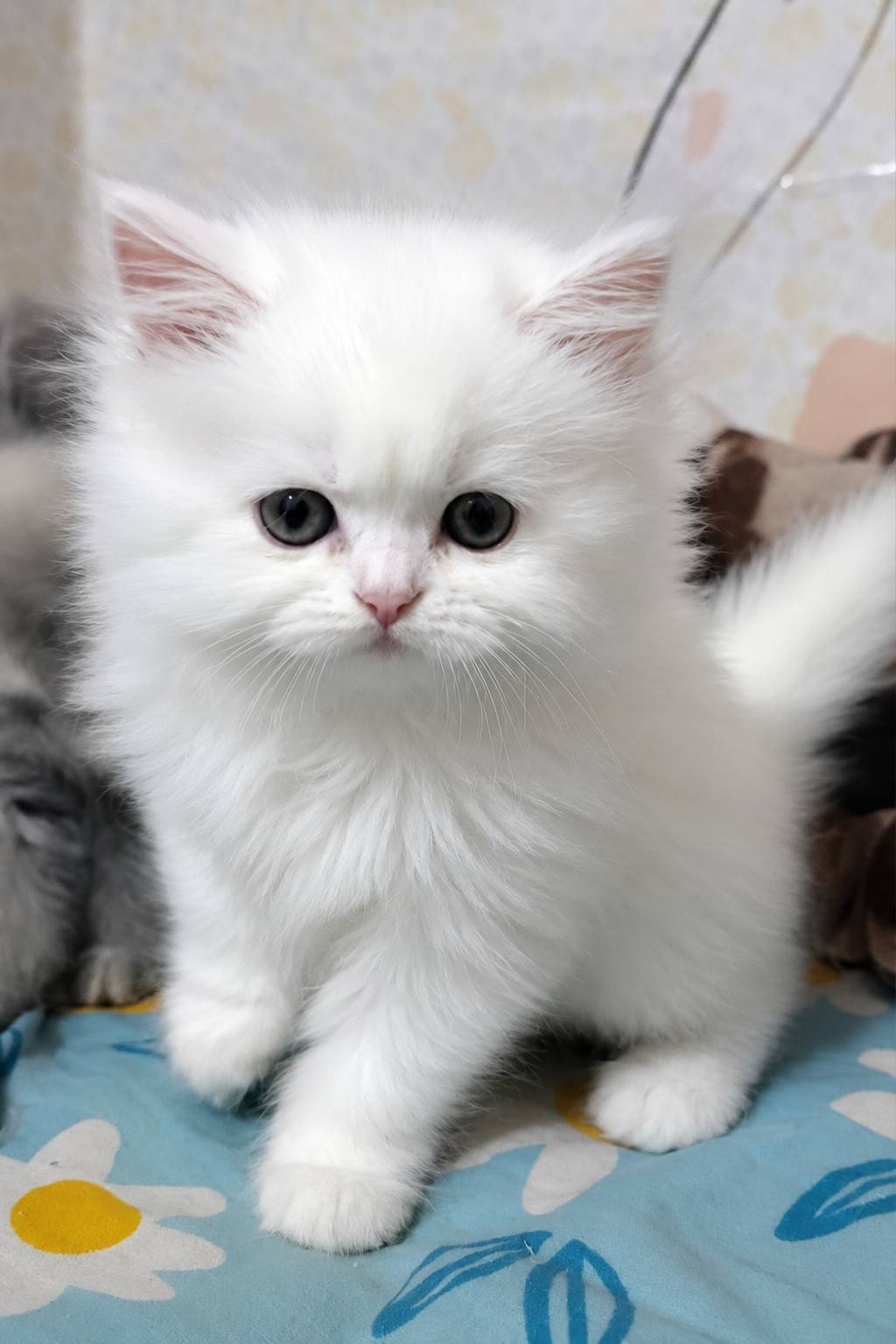 White Persian kitten for sale in Delhi – healthy fluffy purebred cat | Royal Kitten